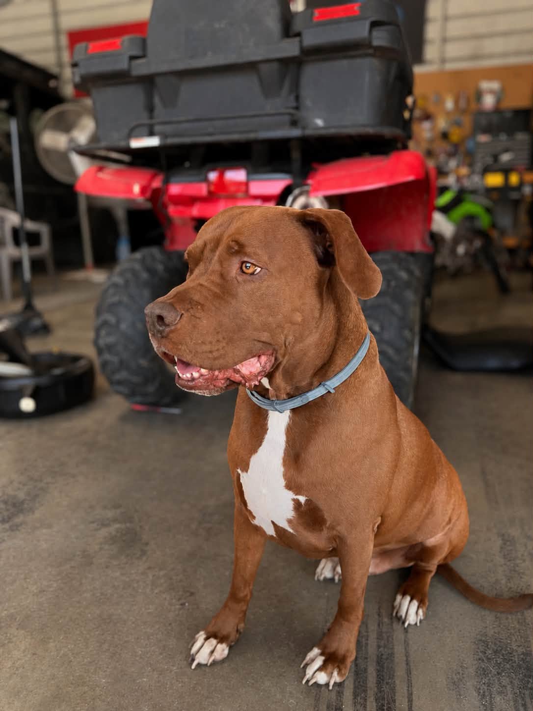 Rebel (aka Bubba) — The Shop Dog at Kick-N-Axles Motorsports